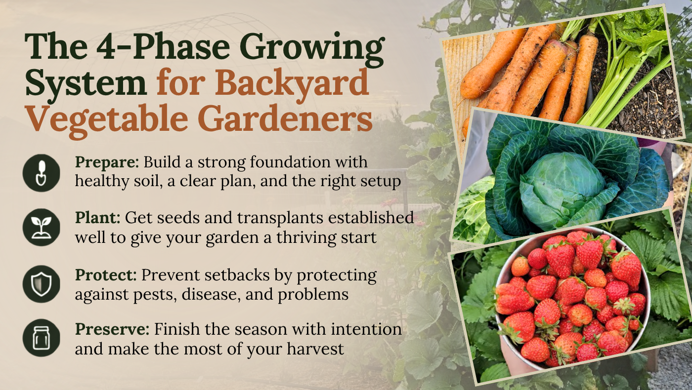 Infographic: 4-Phase Growing System for backyard gardeners—Prepare, Plant, Protect, Preserve—with photos of carrots, cabbage, and strawberries.
