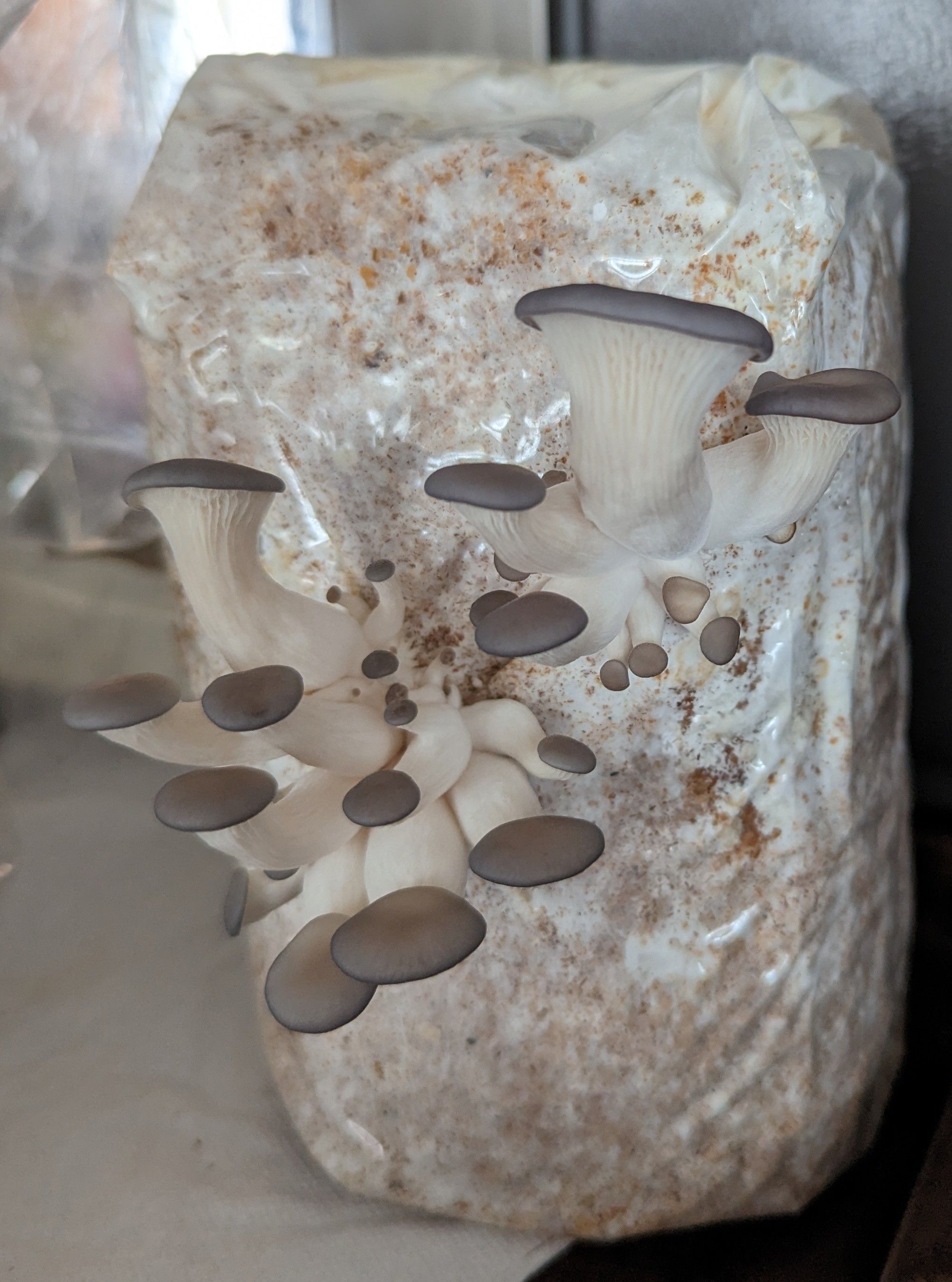 Oyster mushrooms growing from a plastic cultivation bag filled with growing medium in an indoor setting