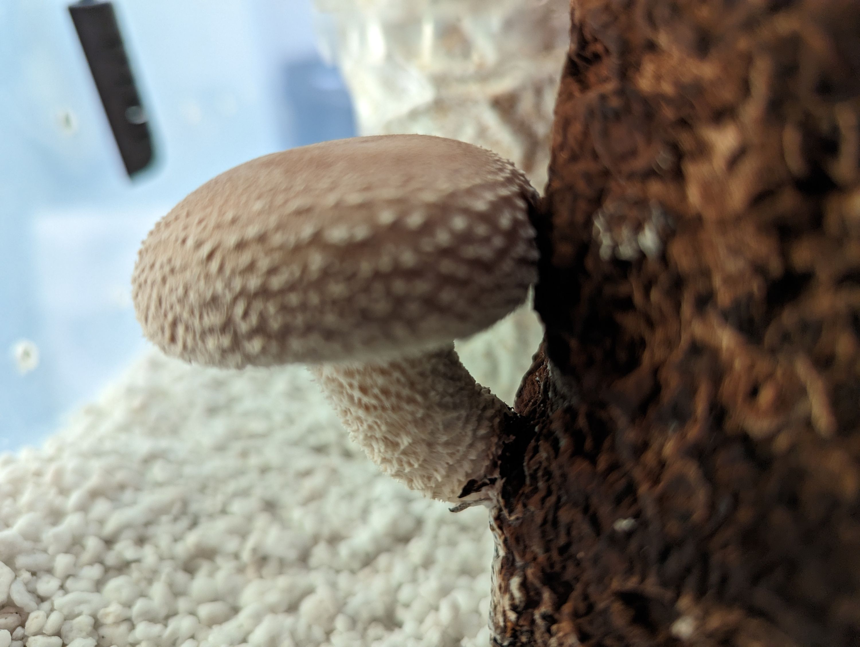 Brown and white mushrooms growing on tree bark with textured caps and white stems in natural outdoor setting