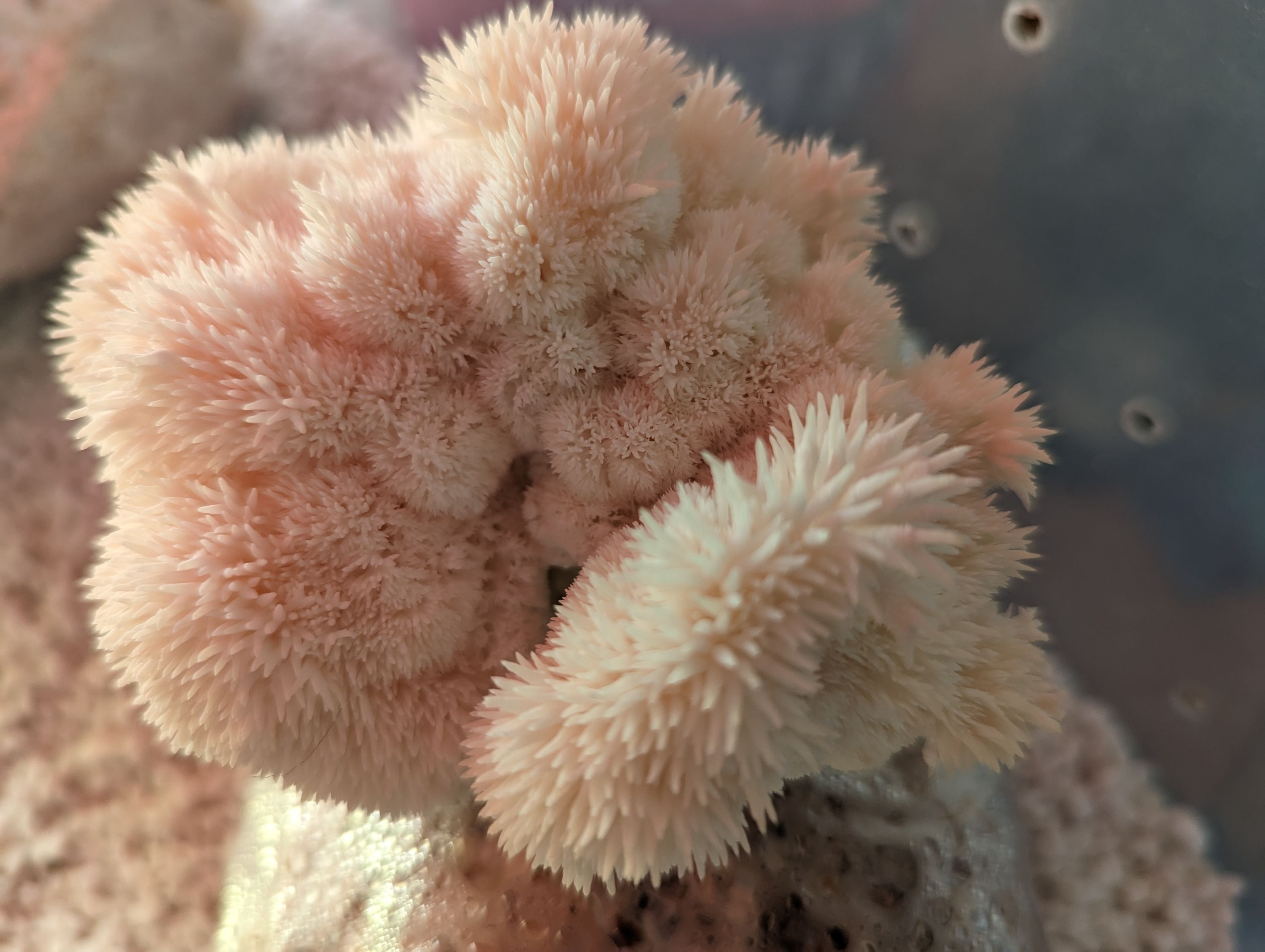 Pale pink feather duster worms with delicate, spiky tentacles extended underwater in a marine environment