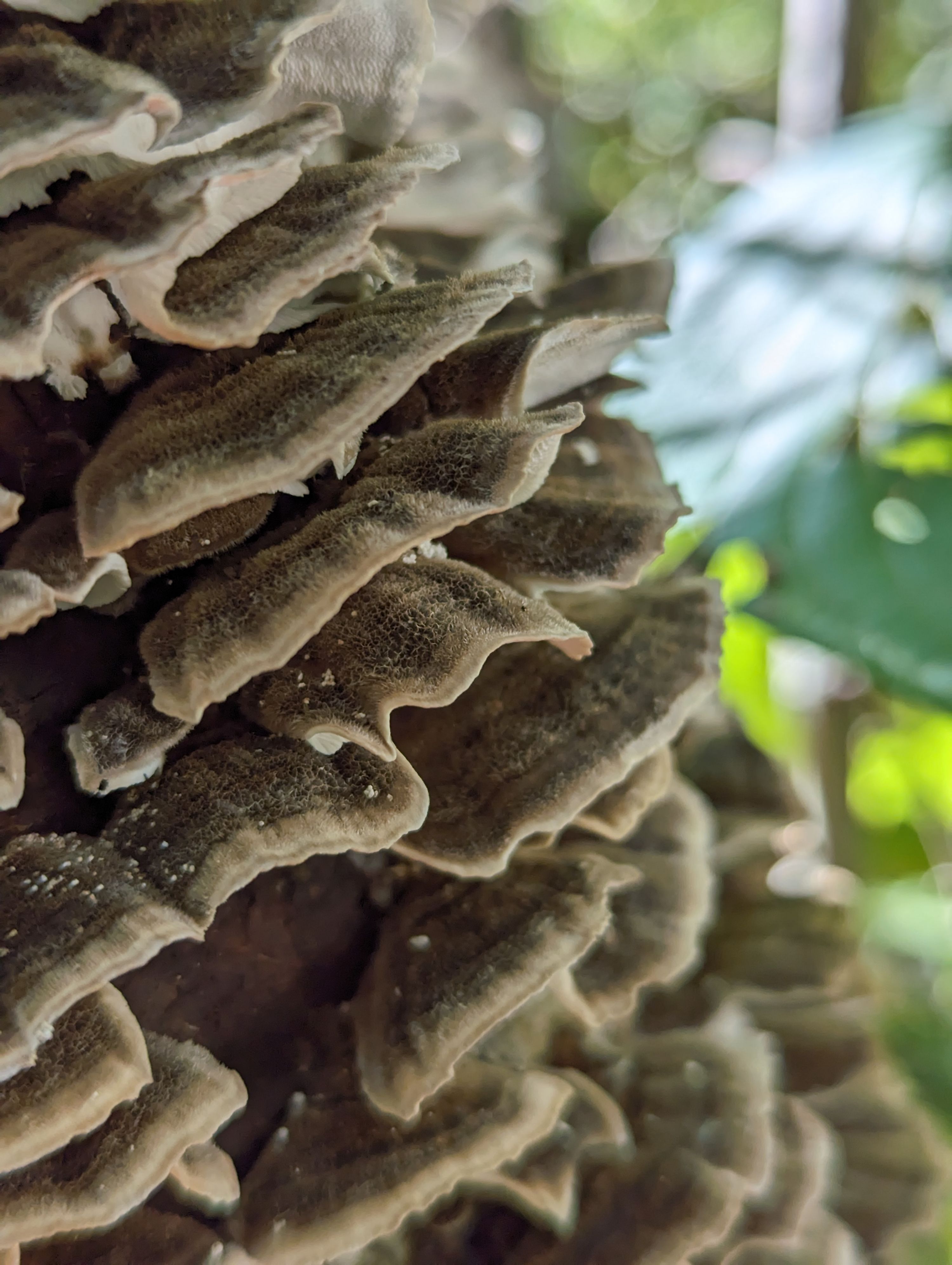 Layered bracket fungi with wavy, ridged caps growing on tree bark in natural forest setting