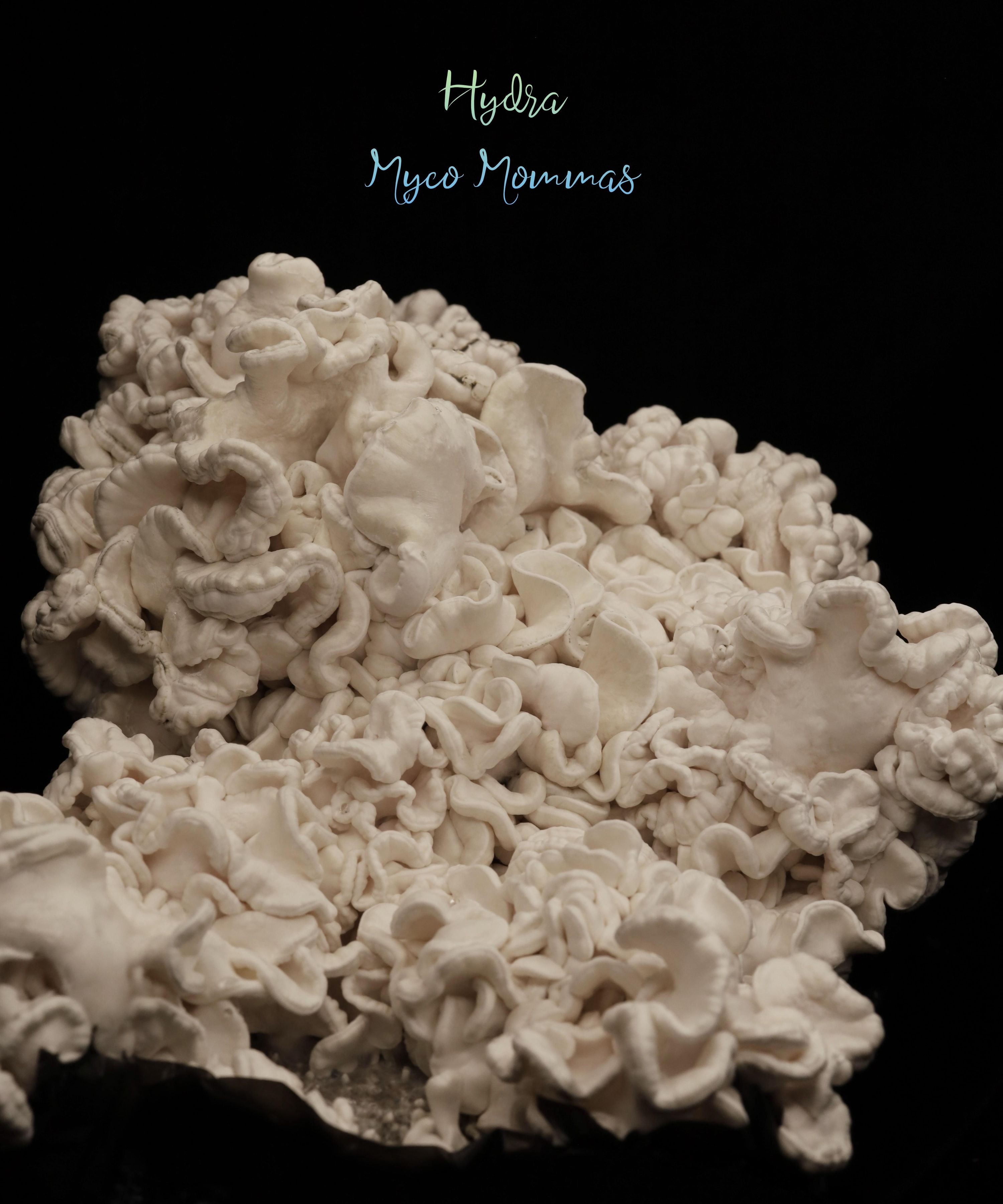 White coral-like fungal growth with ruffled, layered structures against black background, labeled "Hydra Myco Mommas"