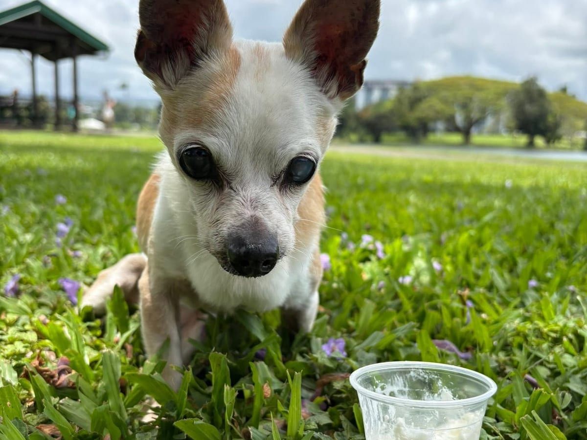 A small chihuahua on a lawn with a cup of whipped cream in front of it.