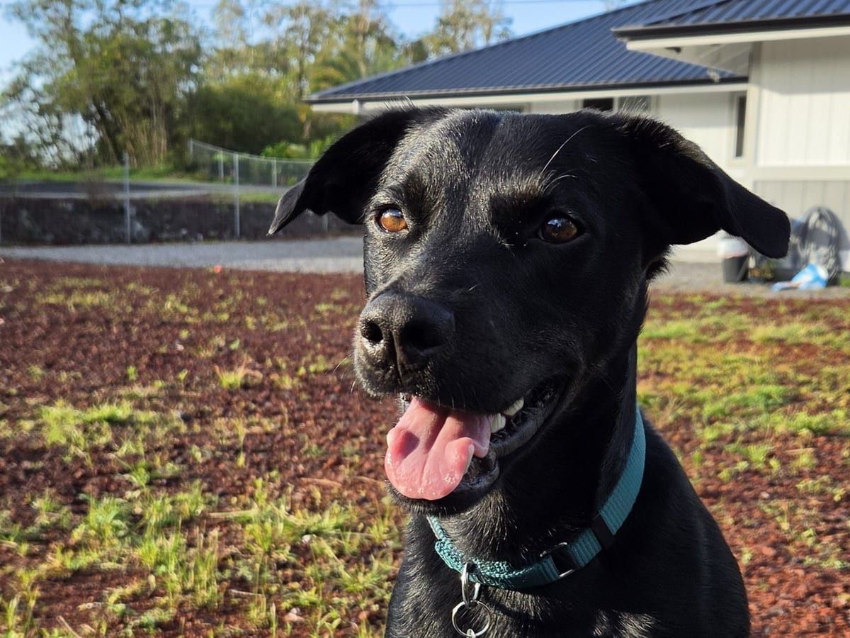 A black dog with its tongue out, sitting in front of a house.