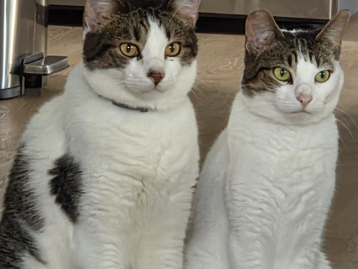 Two white and tabby cats sitting side by side.