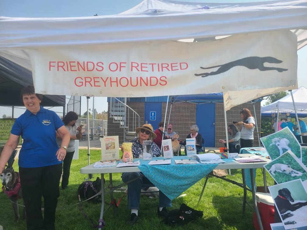 A rescue group table under a white tent at a community dog event, with a greyhound standing beside a volunteer.