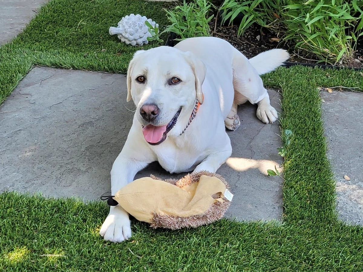 A white Labrador lying on a stone paver in a turf yard, with a chew toy in front of it.