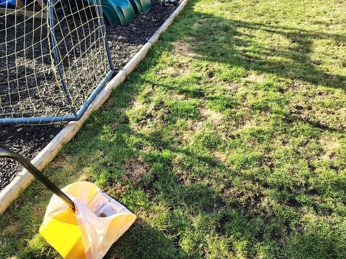 A Poopy Scoopers scooper and yellow bin on a customer's lawn