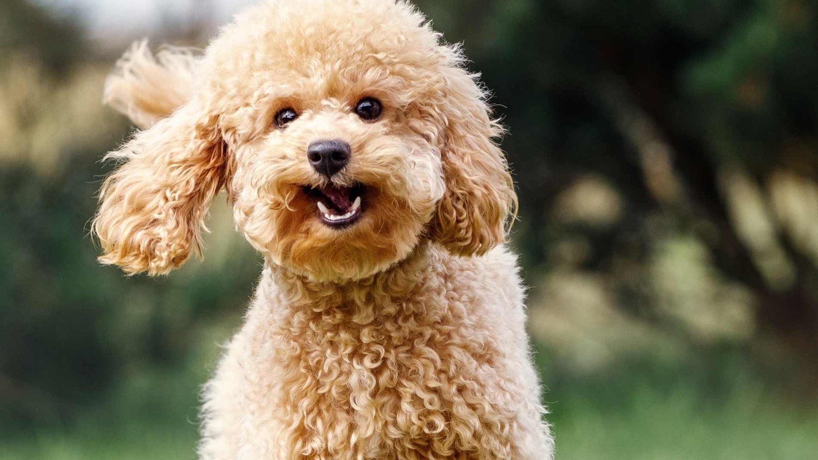 A happy apricot poodle running across a lawn.