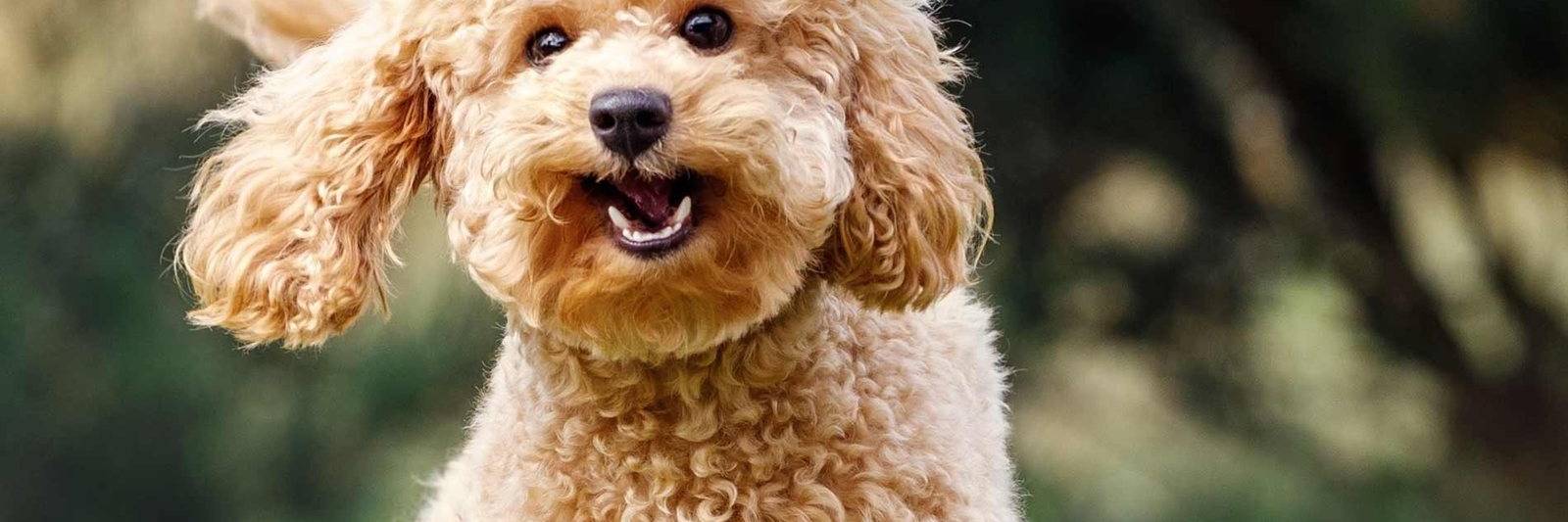 A happy apricot poodle running across a lawn.