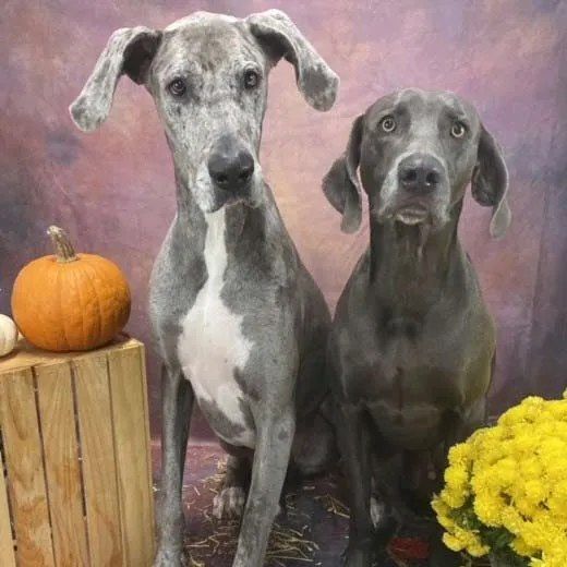 Eloise the Great Dane and Walter the Weimaraner sitting together in front of a fall backdrop with pumpkins.