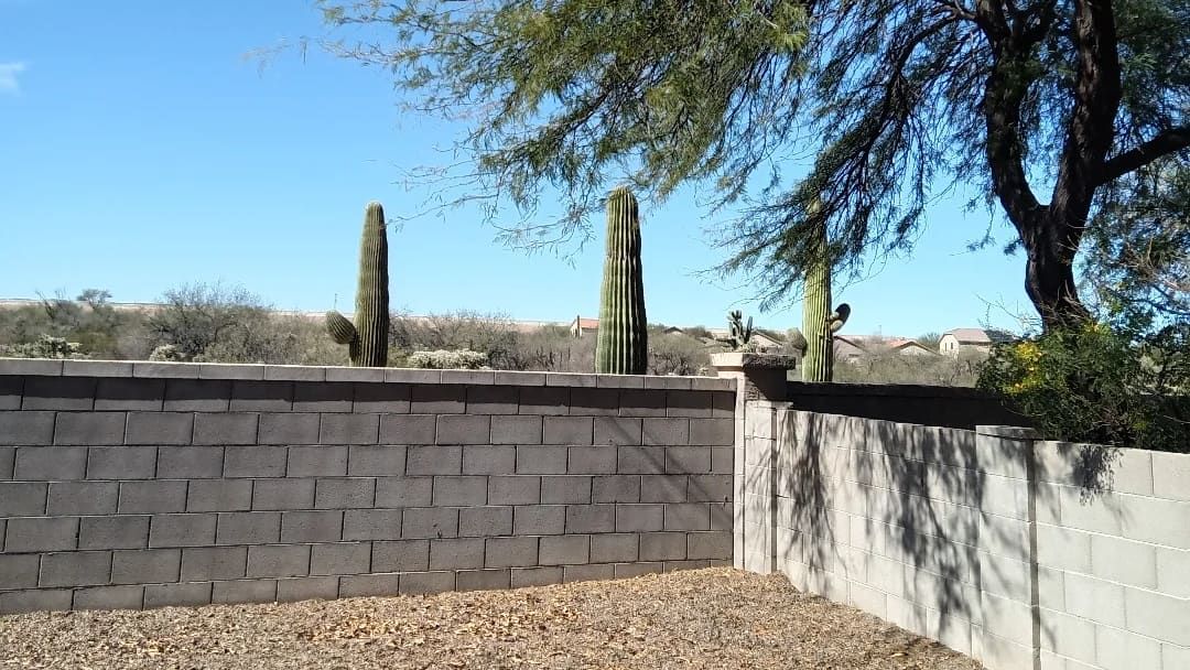 A gravel backyard behind a block wall, with saguaro cacti and a shade tree beyond it.