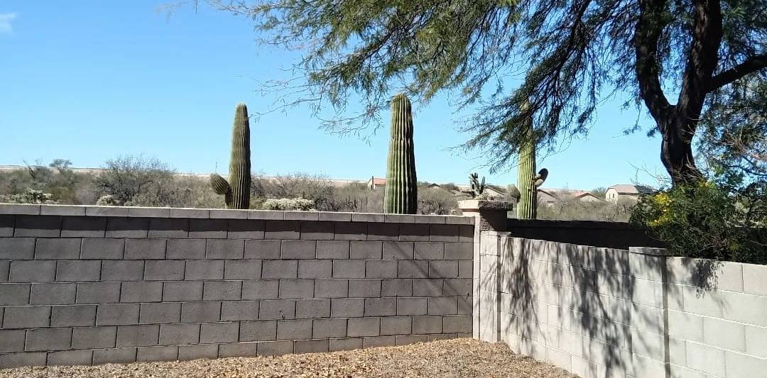 A gravel backyard behind a block wall, with saguaro cacti and a shade tree beyond it.