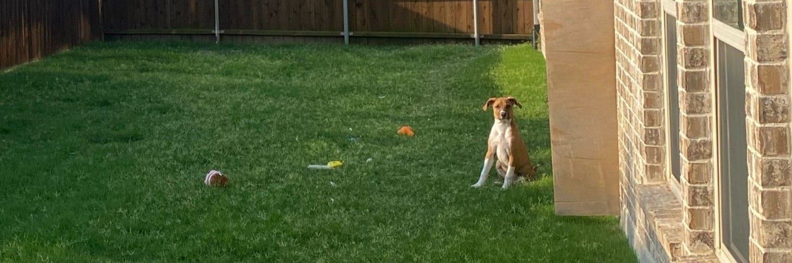 A brown and white dog sitting on a green lawn beside a brick wall.