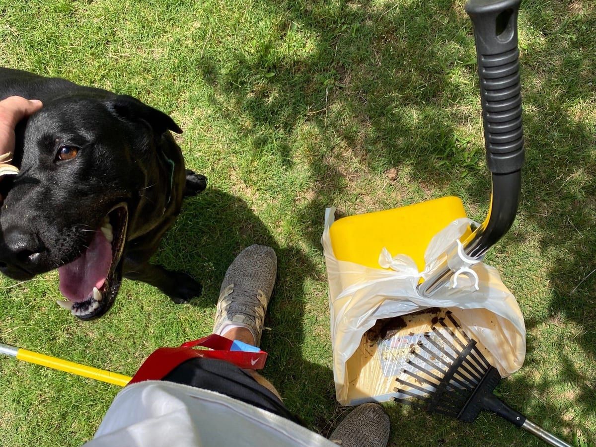 A black Labrador on grass beside a yellow bucket, a rake and a pooper scooper.