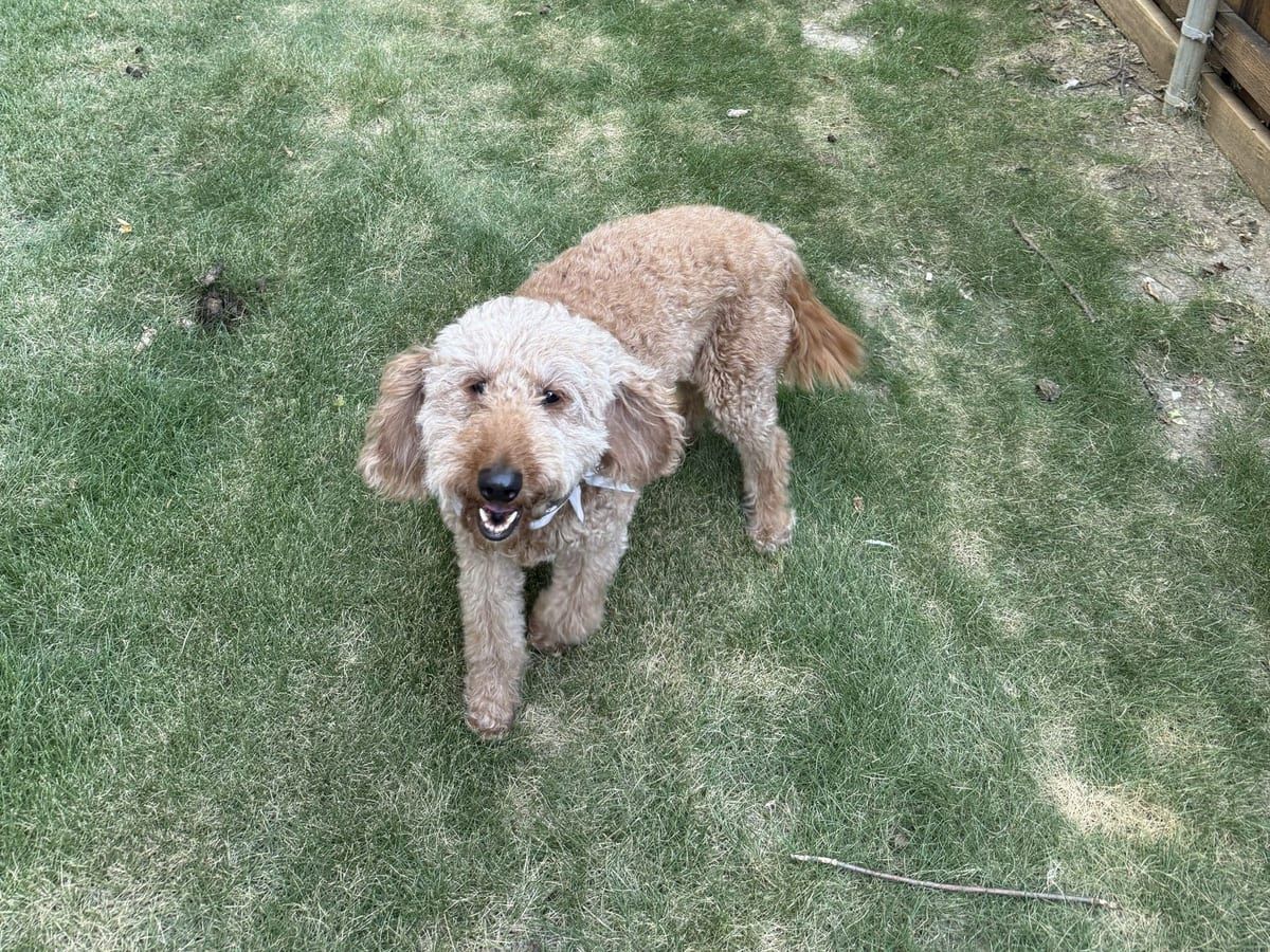 A goldendoodle on a lawn, looking up at the camera.