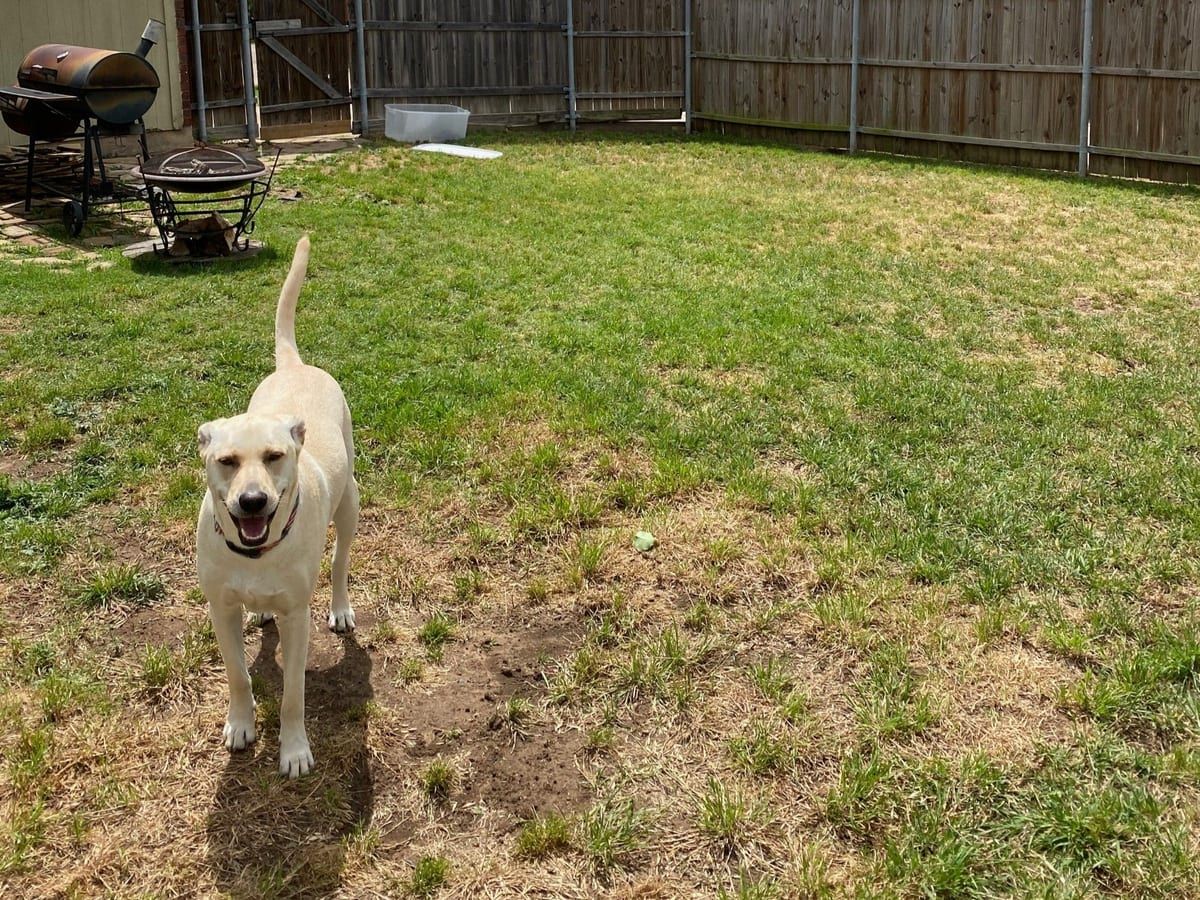 A white Labrador standing on a backyard lawn with a grill and fire pit behind it.