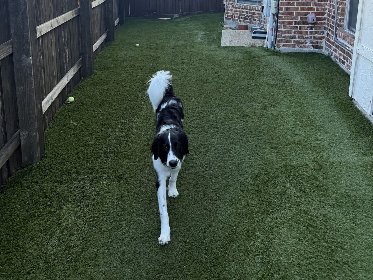 A black and white dog walking down a turf yard beside a wood fence and a brick house.
