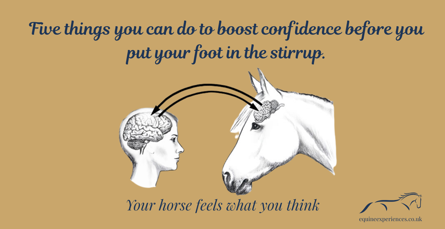 Equine Experiences 2