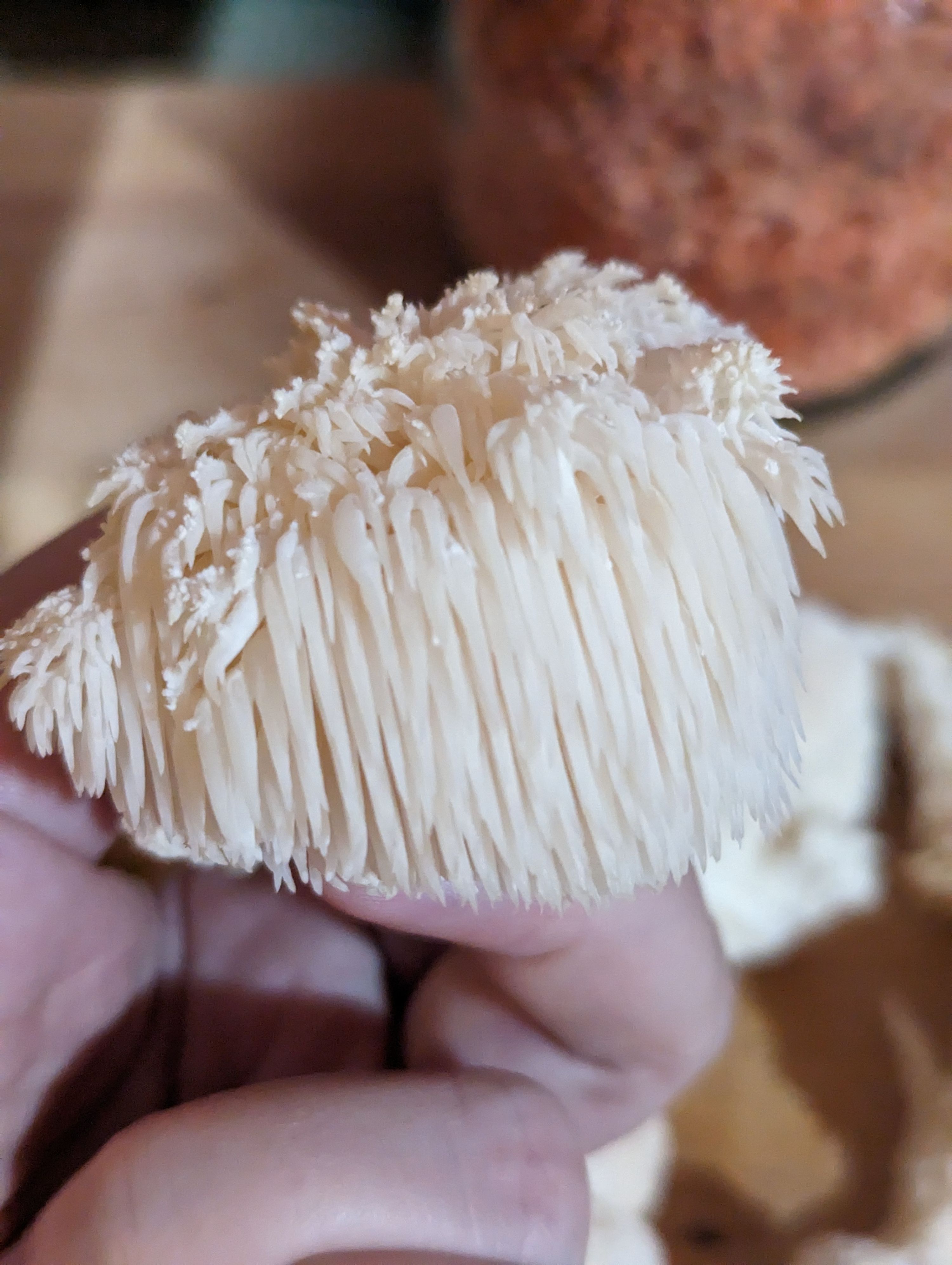 Person holding a white, spiny Lion's Mane mushroom with cascading tooth-like projections in their cupped hands