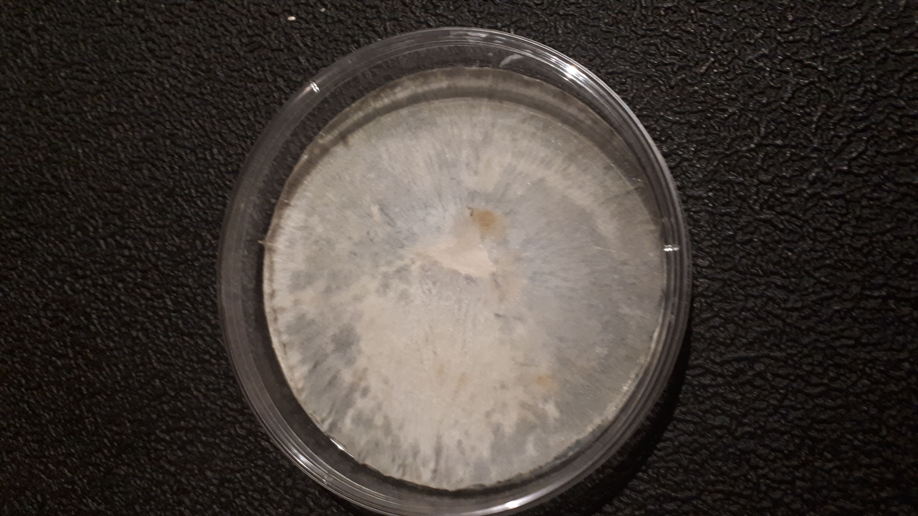 White fluffy mold growing in a circular glass petri dish on a dark textured surface