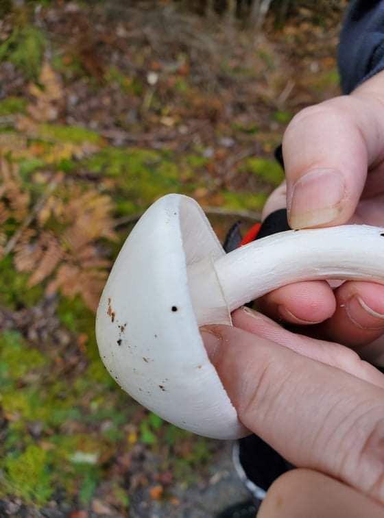 Person's hands holding a white mushroom with curved stem against blurred forest floor background with fallen leaves